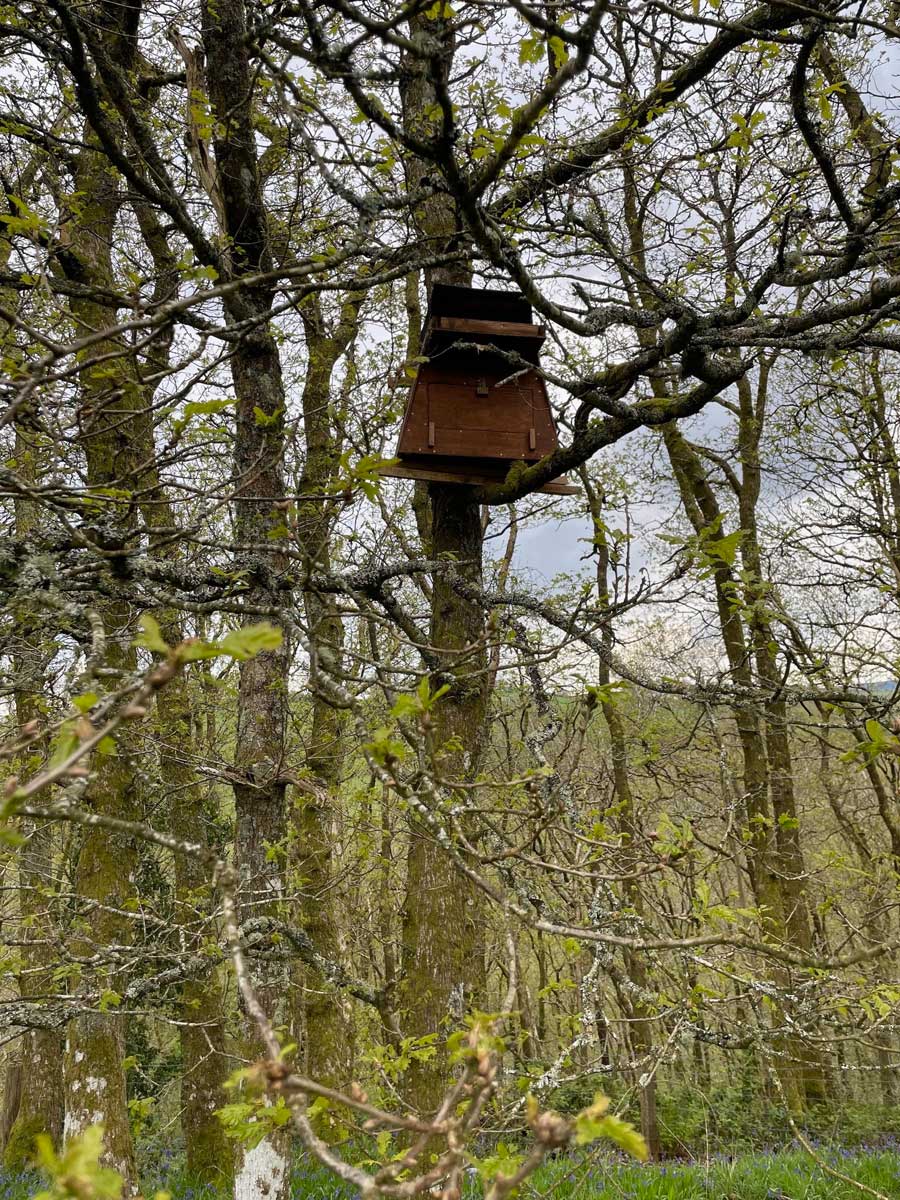 Barn Owls Brecon Beacons