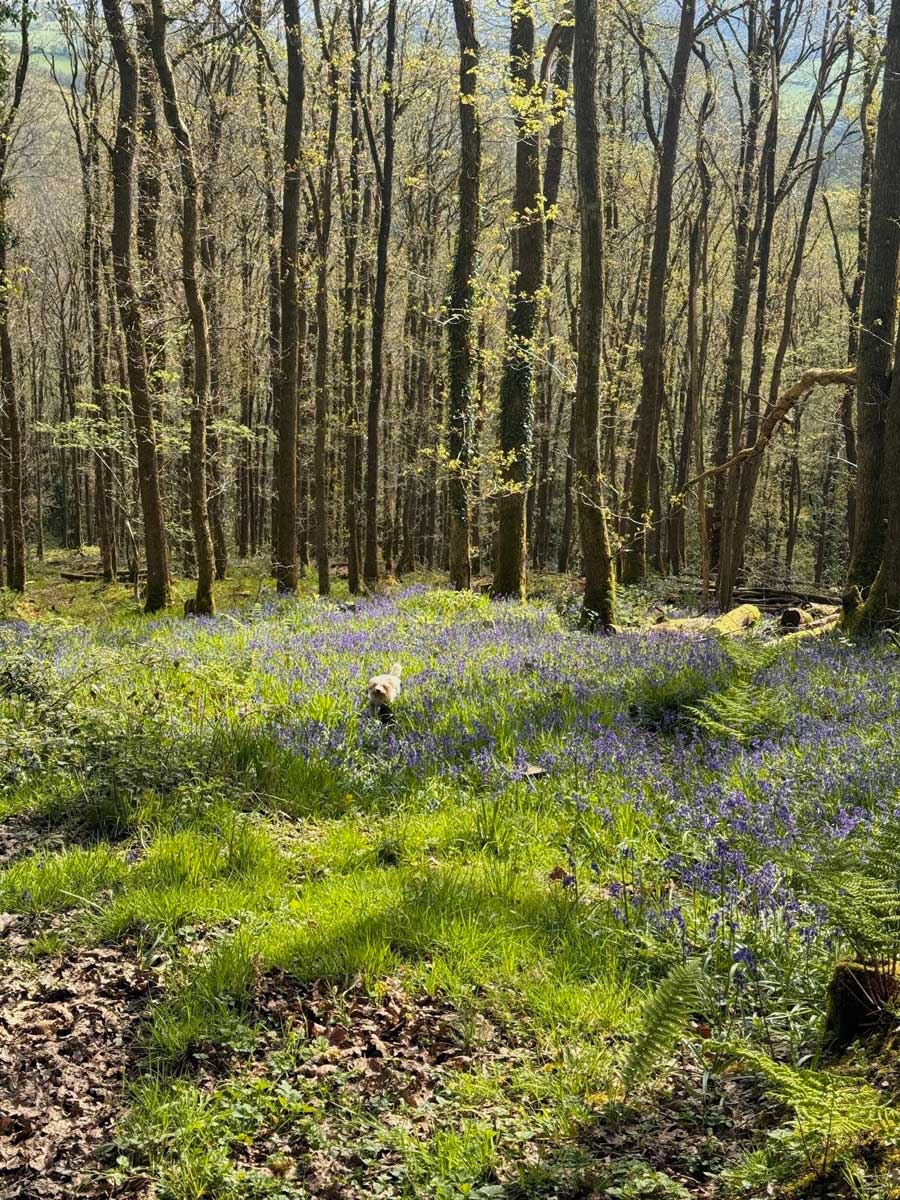 Brecon Beacons Bluebells