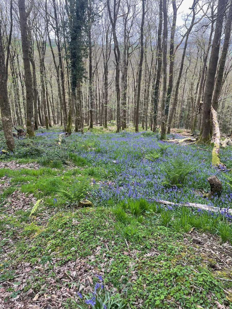 Llandovery Bluebells