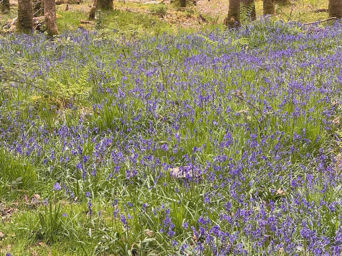 Bluebell Photos