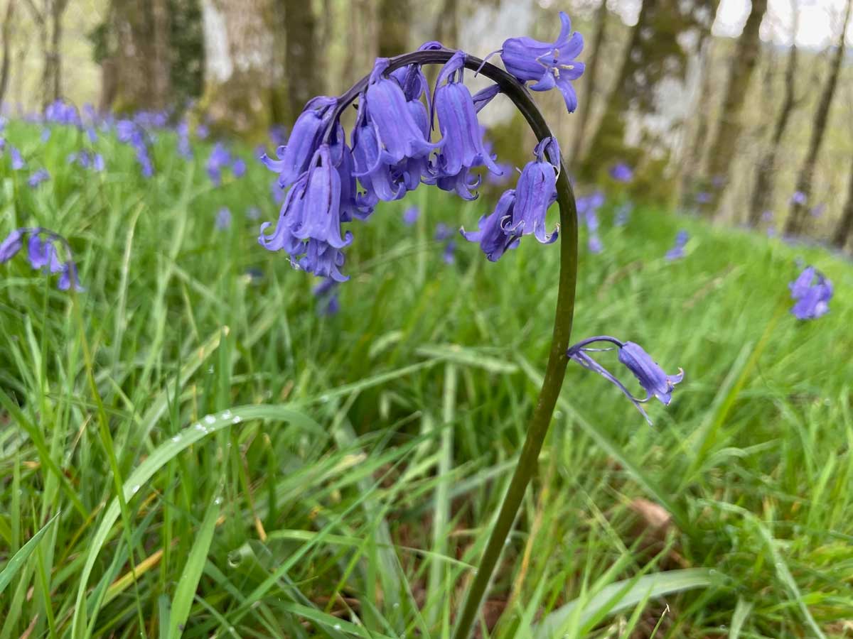 Bluebells Photos Wales
