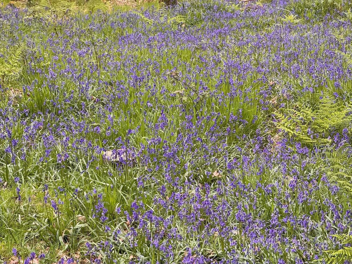 Bluebells Wales