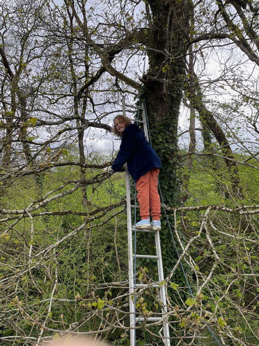 Owl Boxes