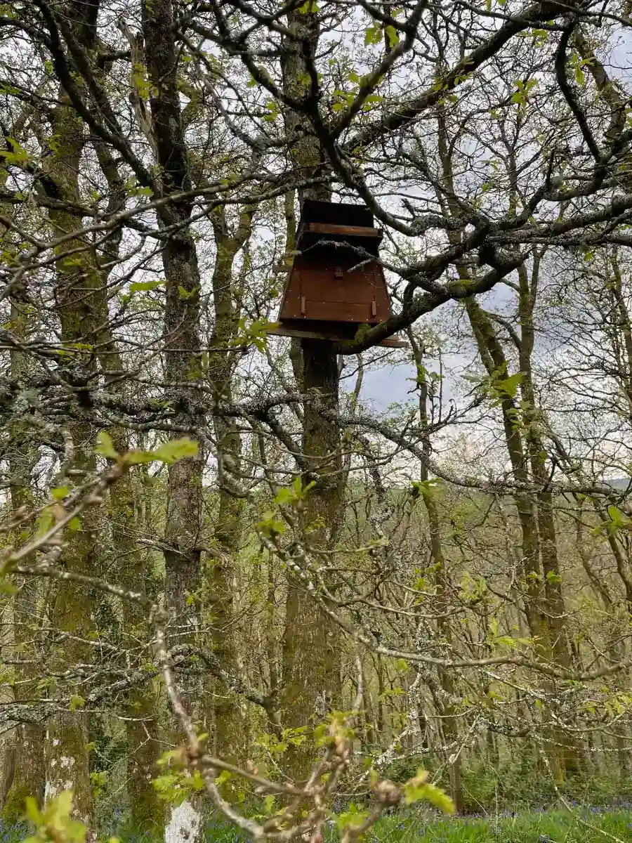 Barn Owl in Flight