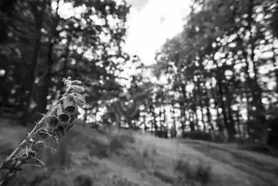 Brecon Oak photos of the countryside