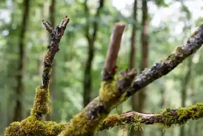 Nature photography at Tyle Glas, Llandovery